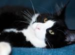 UA Mazurka Aldis - Maine Coon Cat For Sale - Brooklyn&comma; NY&comma; US