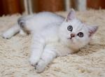 Carmela - Scottish Straight Cat For Sale - Chicago&comma; IL&comma; US