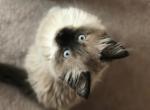 Previous Litters of Kittens - Birman Cat For Sale - Mount Vernon&comma; WA&comma; US