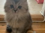 Tommy - Scottish Straight Cat For Sale - Brooklyn&comma; NY&comma; US