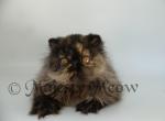 Zosya - Persian Cat For Sale - Yucca Valley&comma; CA&comma; US