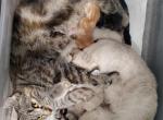 New babies - Highlander Cat For Sale - Frenchtown&comma; MI&comma; US