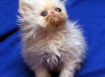 White flat face by Flueffay x Holy Grail Baby J - Persian Cat For Sale - Cedar Rapids&comma; IA&comma; US
