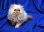 Flame Pt of  Flamicee x The Holy Grail Baby A - Persian Cat For Sale - Cedar Rapids&comma; IA&comma; US