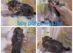 Boy - Highlander Cat For Sale - Frenchtown&comma; MI&comma; US