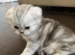 Stormy - Scottish Fold Cat For Sale - Houston&comma; TX&comma; US