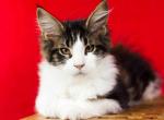 UA Mazurka ChocoLatte - Maine Coon Cat For Sale - Brooklyn&comma; NY&comma; US