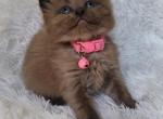 Evie - Ragdoll Cat For Sale - Farmville&comma; VA&comma; US