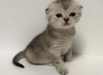 Silver Shaded Tortie Scottish Fold Boy - Scottish Fold Cat For Sale - Odessa&comma; FL&comma; US