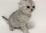 Silver Spotted Tabby Scottish Fold Girl - Scottish Fold Cat For Sale - Odessa&comma; FL&comma; US