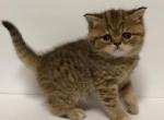 Chocolate Spotted Tabby Scottish Fold Straight - Scottish Fold Cat For Sale - Odessa&comma; FL&comma; US