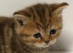 Chocolate Classic Tabby Scottish Fold Girl - Scottish Fold Cat For Sale - Odessa&comma; FL&comma; US