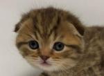 Chocolate Spotted Tabby Scottish Fold Boy - Scottish Fold Cat For Sale - Odessa&comma; FL&comma; US