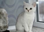 Carmela1 - Scottish Straight Cat For Sale - Chicago&comma; IL&comma; US