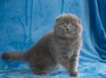 Bonni - Scottish Fold Cat For Sale - Chicago&comma; IL&comma; US