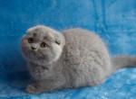 Businka - Scottish Fold Cat For Sale - Chicago&comma; IL&comma; US