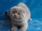 Baby girl - Scottish Fold Cat For Sale - Chicago&comma; IL&comma; US