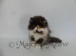 Luisa - Persian Cat For Sale - Yucca Valley&comma; CA&comma; US