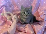 Willow - Munchkin Cat For Sale - FL&comma; US