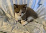 Winston - Munchkin Cat For Sale - FL&comma; US
