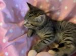Izzy - Bengal Cat For Sale - FL&comma; US