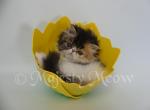 Affelya - Persian Cat For Sale - Yucca Valley&comma; CA&comma; US