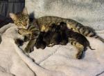 Pips babies - Manx Cat For Sale - Denver&comma; CO&comma; US