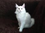 UA Mazurka Zara - Maine Coon Cat For Sale - Brooklyn&comma; NY&comma; US