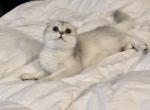 Benji Button - Scottish Fold Cat For Sale - Houston&comma; TX&comma; US