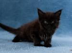 UA Mazurka Jaguar - Maine Coon Cat For Sale - Brooklyn&comma; NY&comma; US
