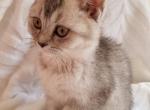 Little Vivian - Scottish Fold Cat For Sale - Brooklyn&comma; NY&comma; US