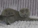 Albina - Scottish Fold Cat For Sale - Chicago&comma; IL&comma; US
