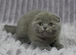 Atos - Scottish Fold Cat For Sale - Chicago&comma; IL&comma; US