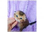 Golden chinchilla scottish fold baby boy - Scottish Fold Cat For Sale - CA&comma; US