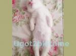 Munchkins Minuets Dollbabies Reserve Yours Now - Munchkin Kitten For Sale - Daytona Beach&comma; FL&comma; US