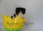 Dior - Persian Cat For Sale - Yucca Valley&comma; CA&comma; US