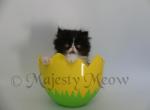 Shilla - Persian Cat For Sale - Yucca Valley&comma; CA&comma; US