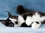 UA Mazurka Adele - Maine Coon Cat For Sale - Brooklyn&comma; NY&comma; US