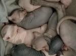 Tica Sphynx kittens Available - Sphynx Cat For Sale - Rockford&comma; IL&comma; US