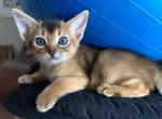Charly - Abyssinian Cat For Sale - Staten Island&comma; NY&comma; US