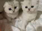 Jessica and Sally - Scottish Fold Cat For Sale - Brooklyn&comma; NY&comma; US