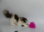 Eva - Persian Cat For Sale - Yucca Valley&comma; CA&comma; US