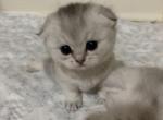 Jessica - Scottish Fold Cat For Sale - Brooklyn&comma; NY&comma; US