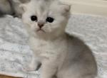 Sally - Scottish Straight Cat For Sale - Brooklyn&comma; NY&comma; US
