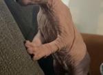 Lily - Sphynx Cat For Sale - Rockford&comma; IL&comma; US