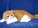 Linda - Exotic Cat For Sale - Yucca Valley&comma; CA&comma; US