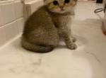 Harper - Scottish Fold Cat For Sale - Houston&comma; TX&comma; US