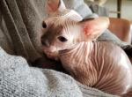 Max - Sphynx Cat For Sale - Rockford&comma; IL&comma; US