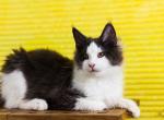 UA Mazurka Dolce - Maine Coon Cat For Sale - Brooklyn&comma; NY&comma; US