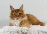 UA Mazurka Dallas - Maine Coon Cat For Sale - Brooklyn&comma; NY&comma; US